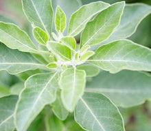 Load image into Gallery viewer, Capsules- Ashwagandha