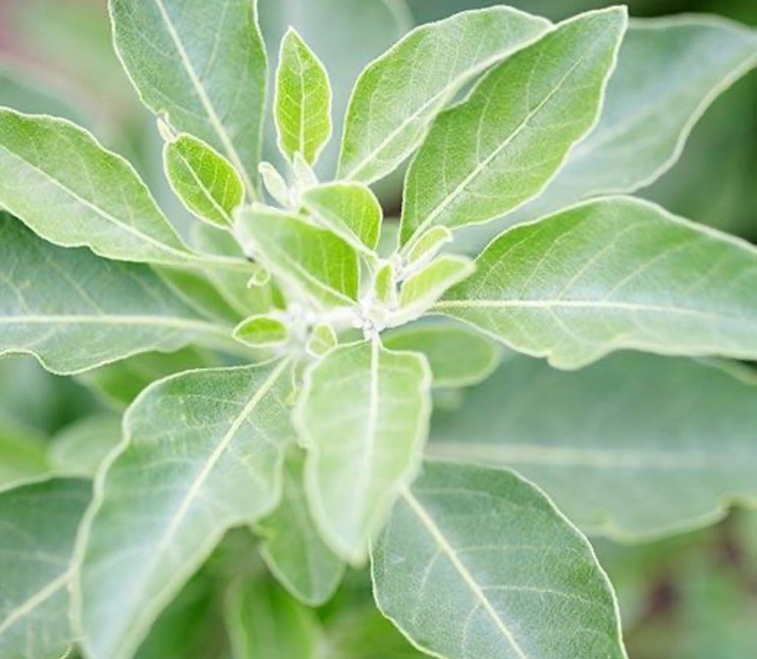 Capsules- Ashwagandha